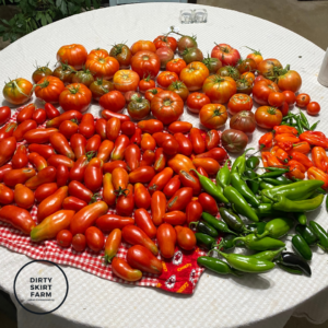 homegrown tomatoes, urban homestead; Planting the Fall Garden