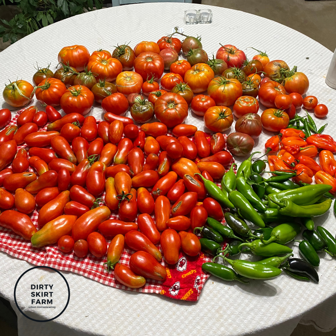 homegrown tomatoes, urban homestead Planting the Fall Garden